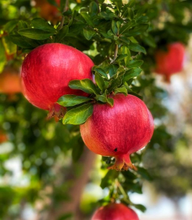 Punica granatum 'Mollar de Elche'